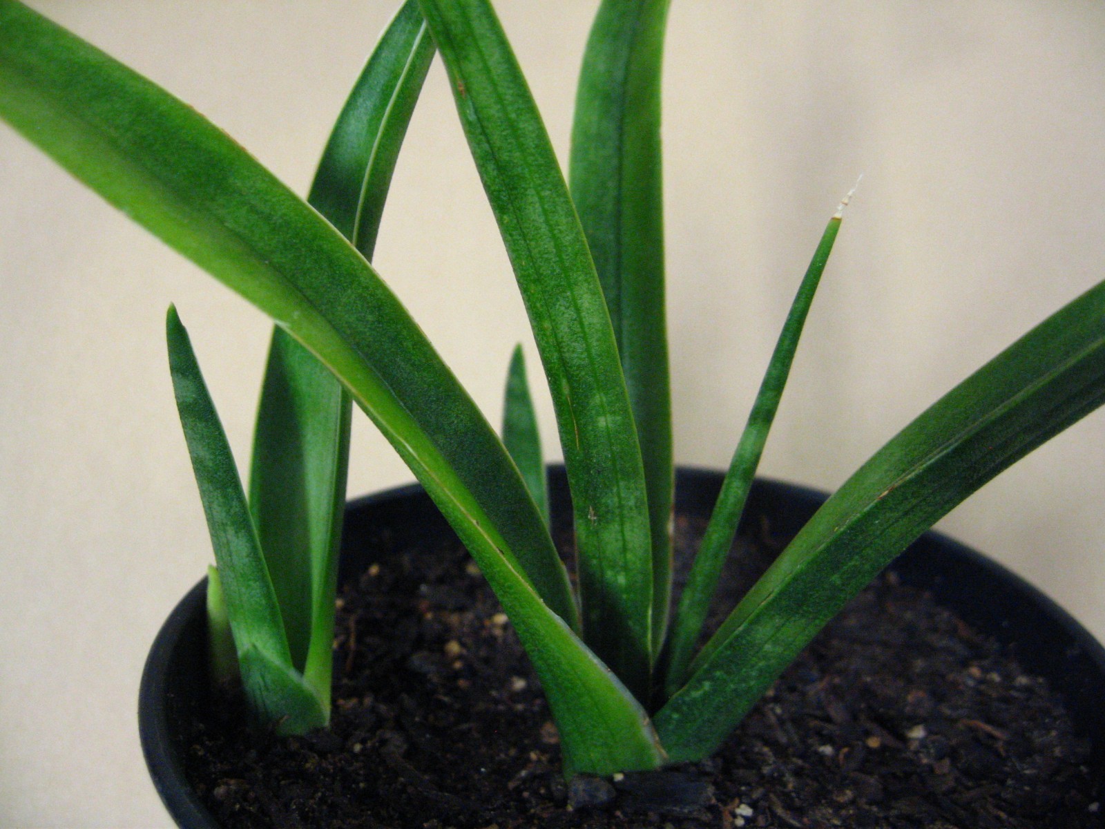 Sansevieria zeylanica (GC 81-37) —- Very Rare Succulent