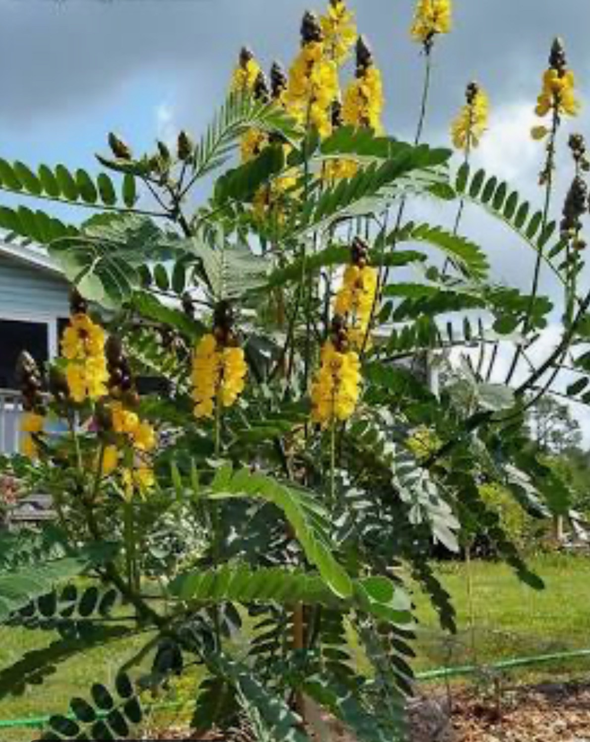 Popcorn Cassia Senna didymotbotrya Plant~Small Starter Plant~SMELLS LIKE POPCORN