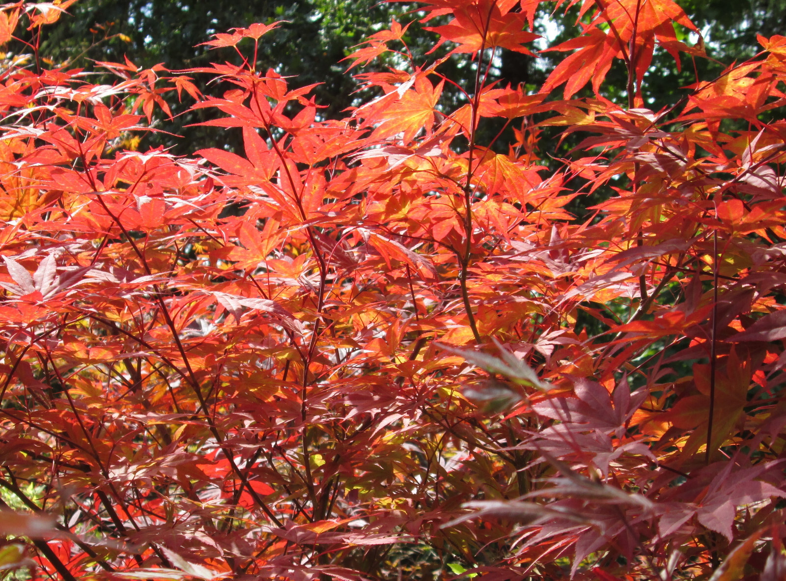 Red Japanese Maple, 24-30+ inches tall – Acer palmatum atropurpureum