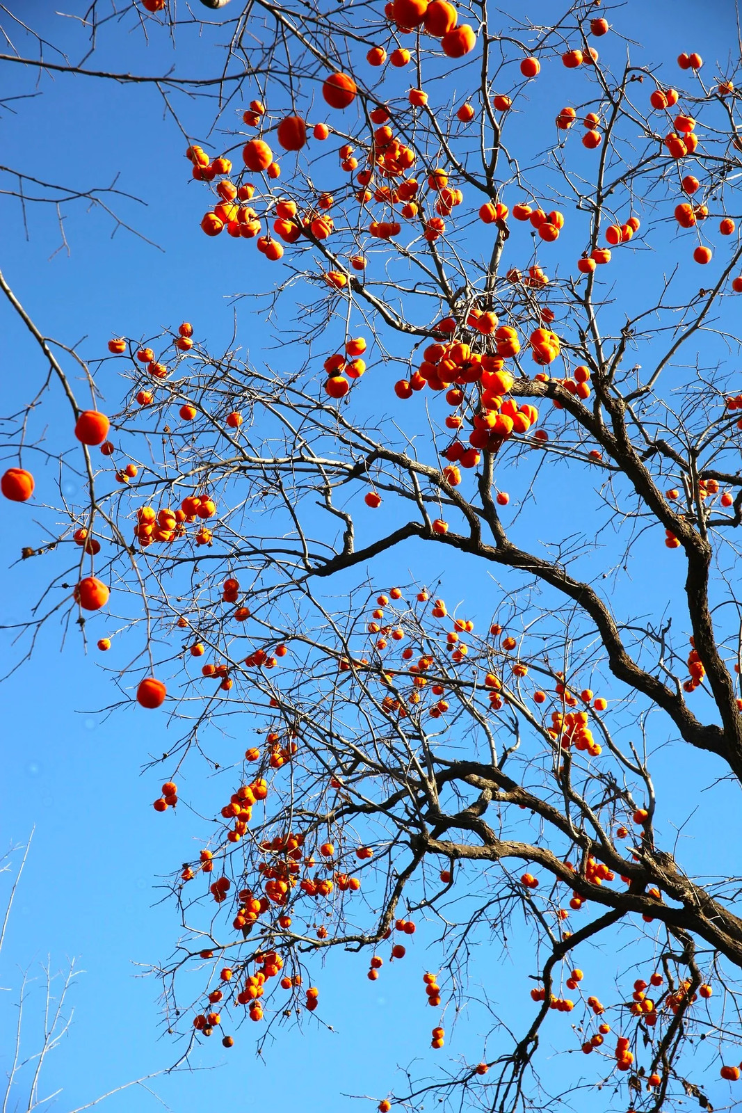American Persimmon Tree Seeds |Diospyros Perennial Fruit Seed 2025 Fast Shipping