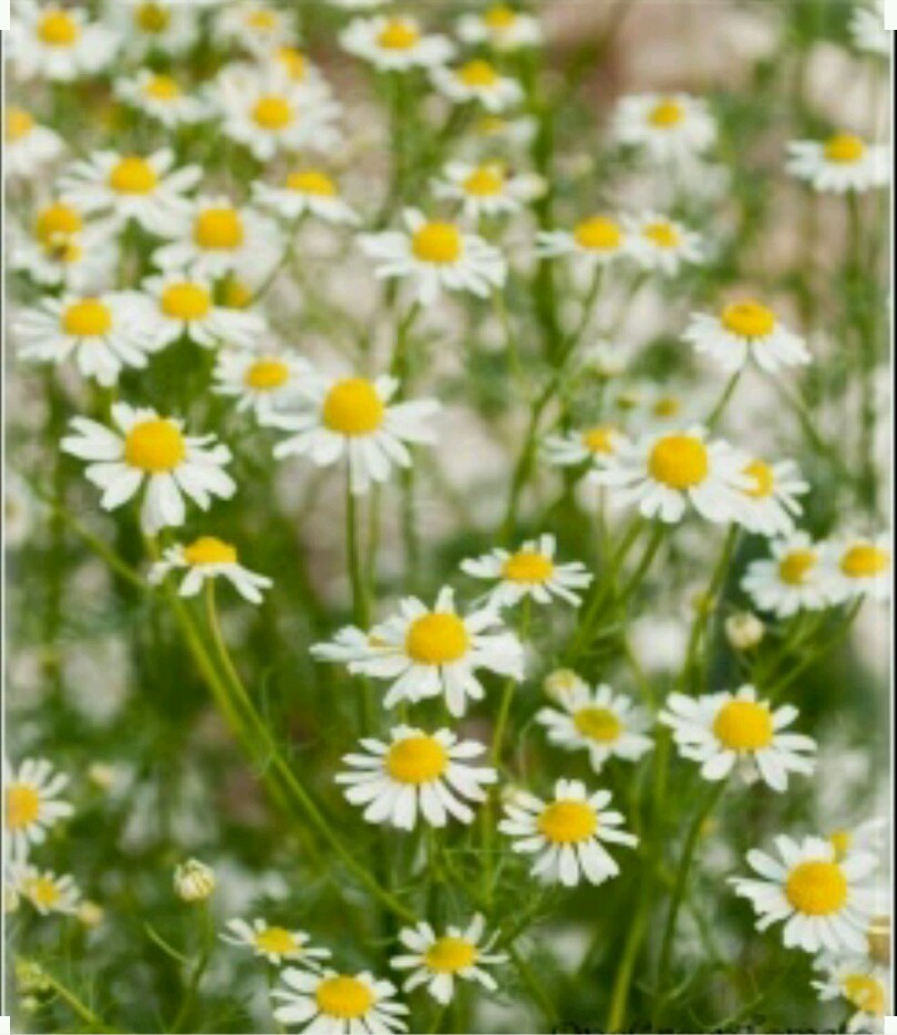500 GERMAN CHAMOMILE Seeds -Open Pollinated-Organic-Non GMO