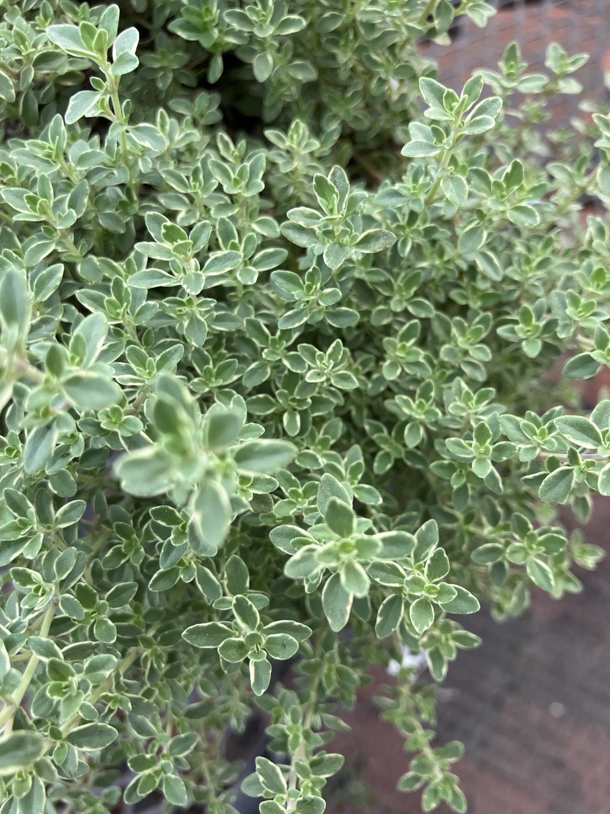 Two Silver Edge Thyme Plants 1Pt.