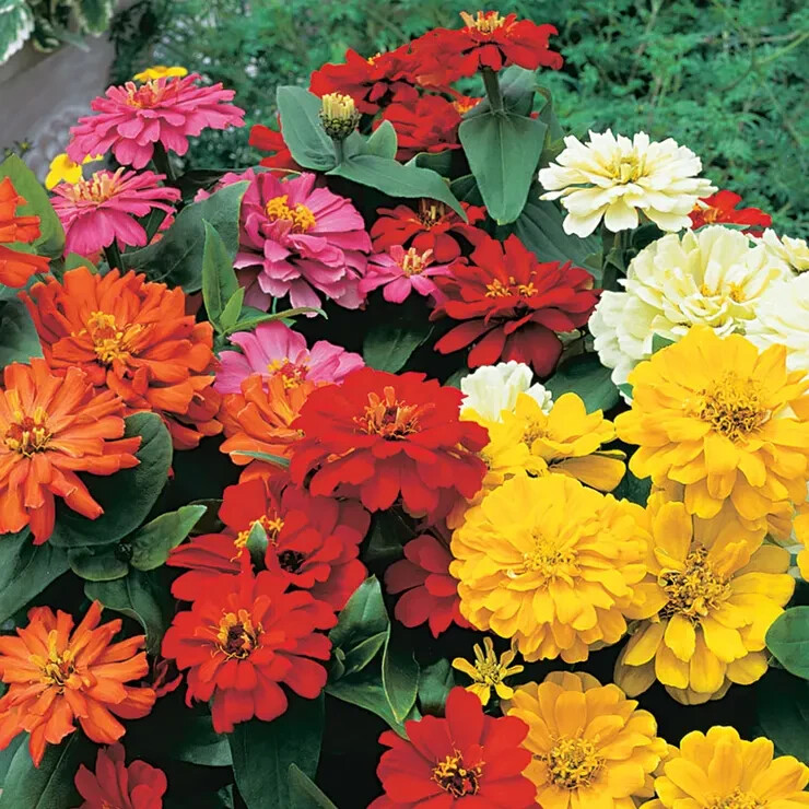 100+ Short Stuff Mix Zinnia Seeds for Garden Planting – USA – FREE SHIPPING!