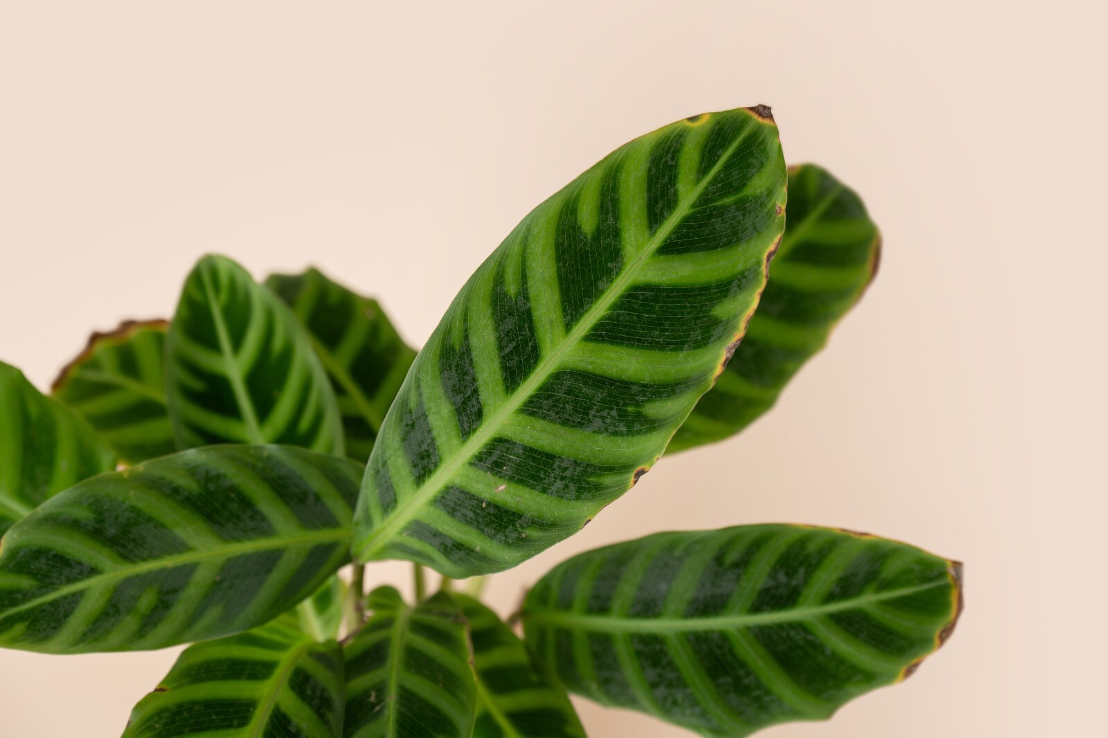 Calathea Jungle Velvet – Lush Foliage, Pet Safe, 4” Pot, Houseplant