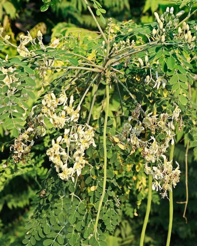 Indian Moringa Seeds High-Yield Drumstick for Home Garden, Green