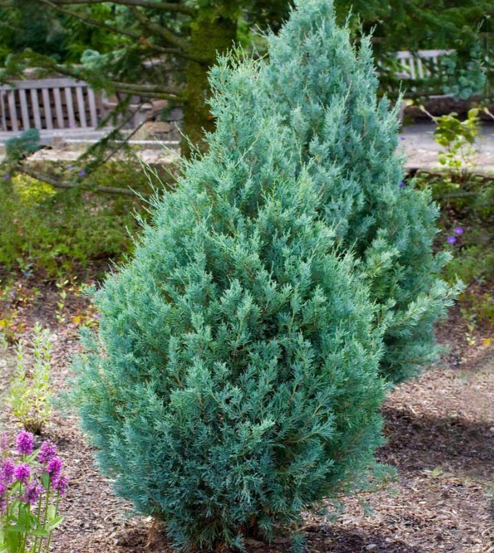 Evergreen Wichita Blue in 1gal Pot Outdoor Rocky Mountain juniper Tree 3-7 Zone