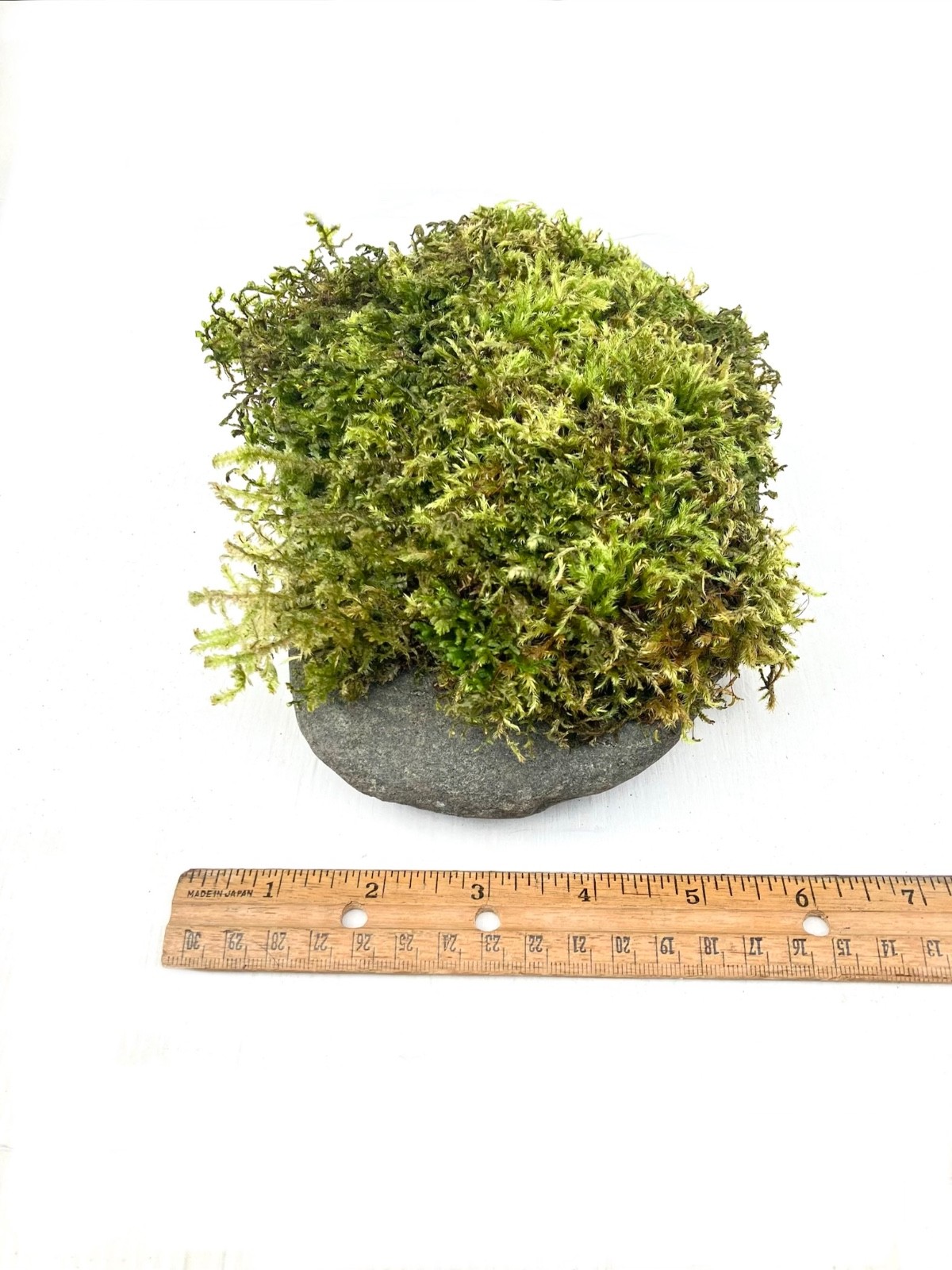 7 lb Living Moss Covered River Rock Terrarium Vivarium Fairy garden Aquascapes