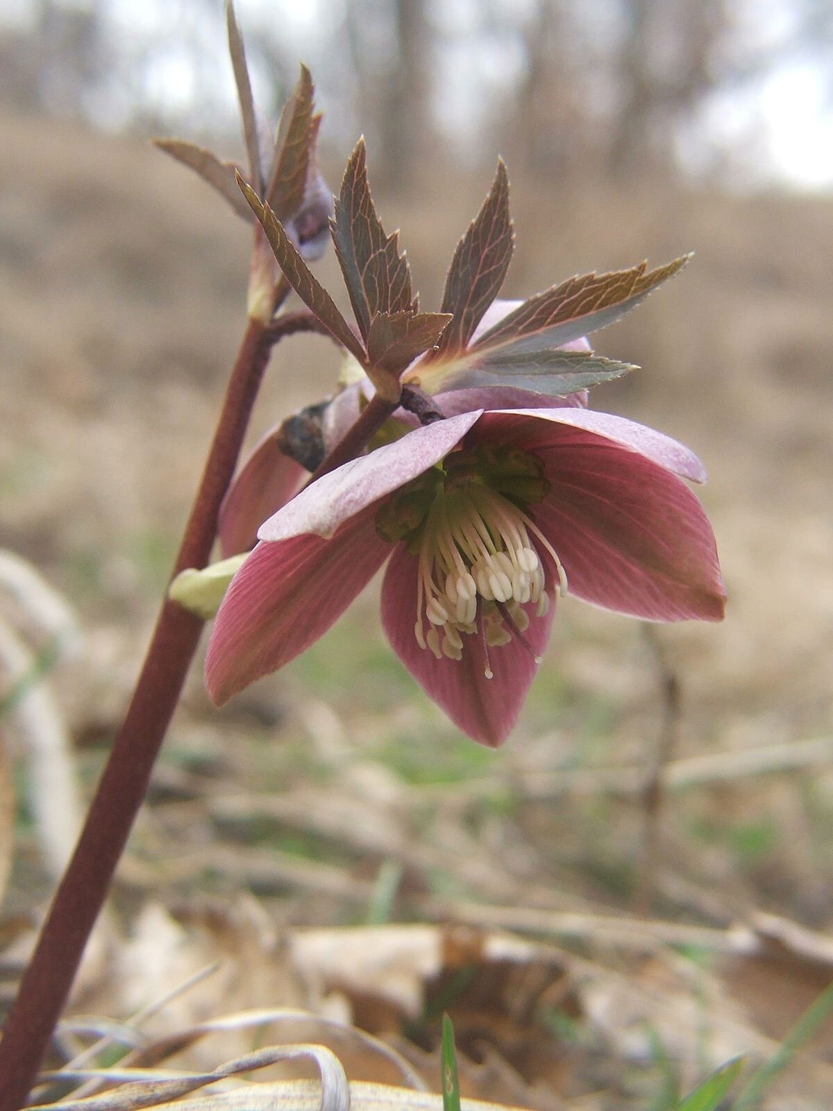 Helleborus purpurascens | Purple Hellebore | Christmas Rose | 5_Seeds