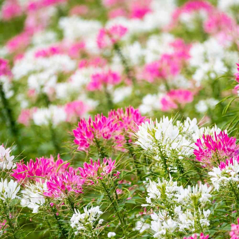 2000 Seeds Cleome Spider Flower Drought Resistant Plants For Xeriscape
