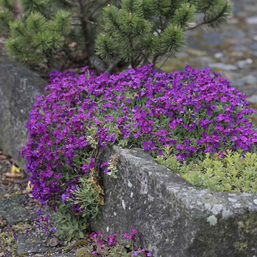 10000 Seeds Aubrieta Seeds – Rock Cress Ground Cover Plant Seed