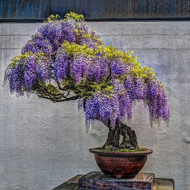 Bonsai Tree Seed Kit – 90 Seeds, 9 Different Tree Species + Growing Instructions
