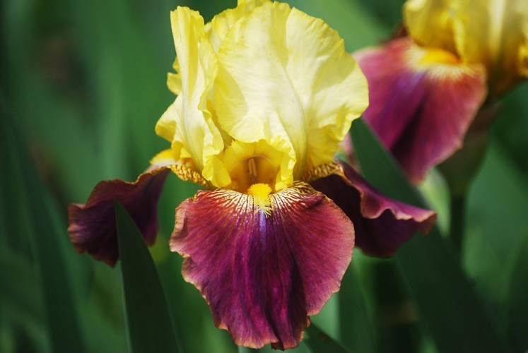 1 Tall Bearded Iris Rhizome/Bulb~BLATANT~Reblooming~YELLOW & BURGUNDY Flowers