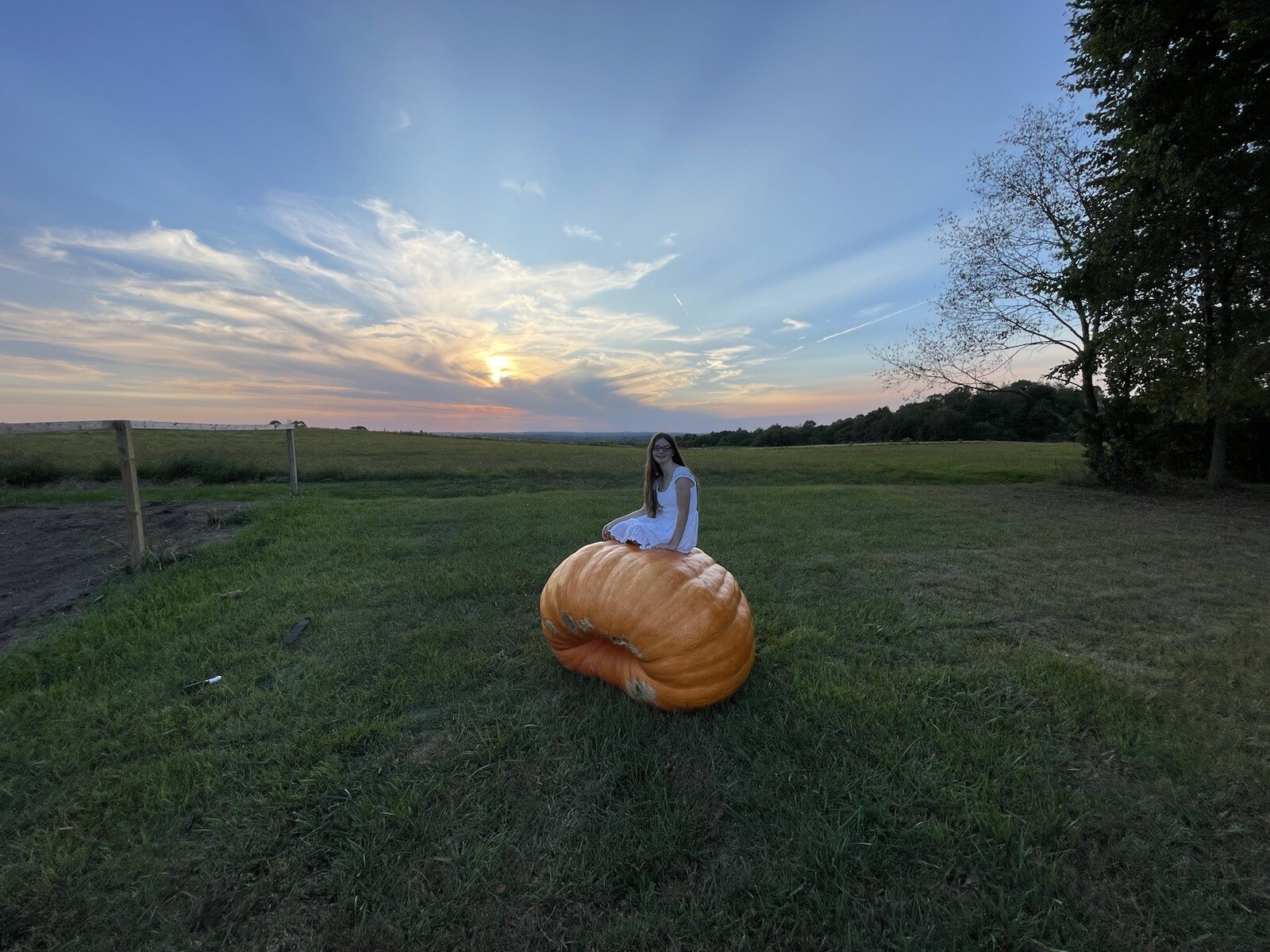 Atlantic Giant Pumpkin Seeds 1305 McMillin’24 (1783 New x 1109 McMillin)$25