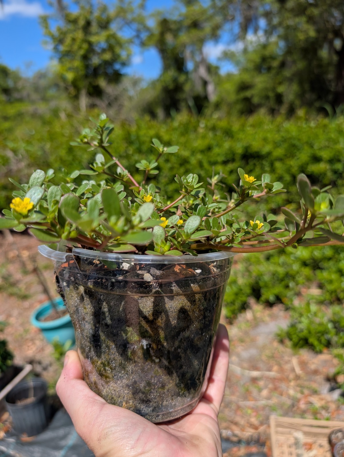 5 x Portulaca Oleracea Live Rooted PlantsYellow Flowers Groundcover Purslane