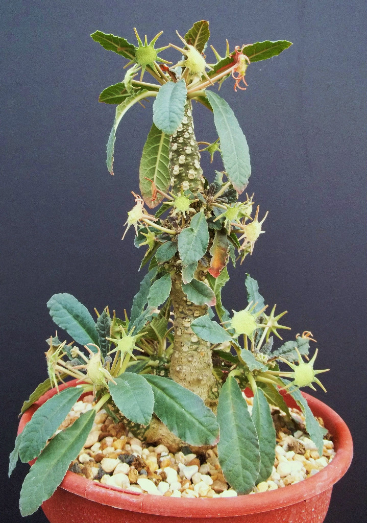 DORSTENIA VARIETY MIX, exotic rare pachycaul cactus caudex bonsai seed 100 SEEDS