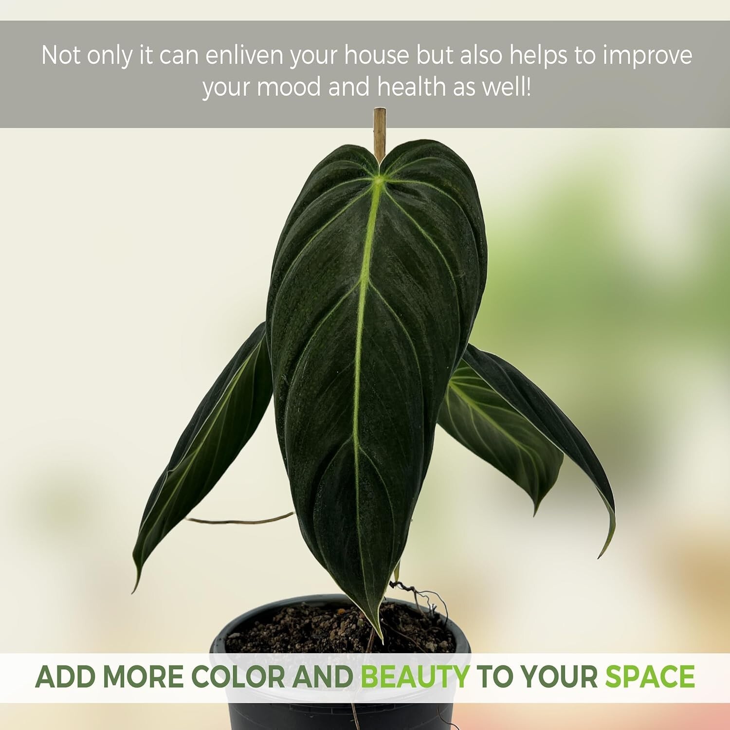 Philodendron Melanochrysum by LEAL PLANTS ECUADOR | Houseplant for Living Room