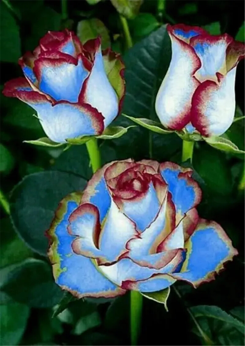 20 EXOTIC RARE ROSE SEEDS home garden flower plant bush diy sun Rosas hybrid tea