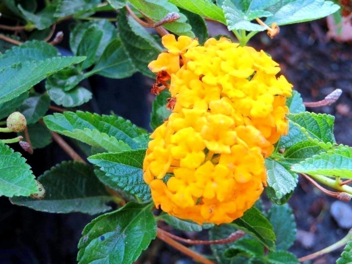 Lantana New Gold I Live Plants I Verbenaceae Camara I Live Vibrant Golden…