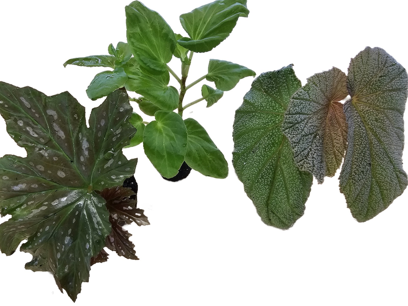 Angel Wing Begonia Assorted Starter Plant Bundle Pack of 5 Live House Plants