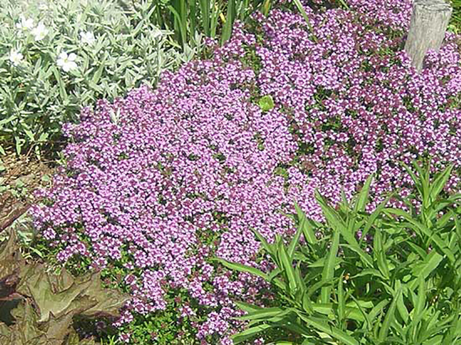 Creeping THYME Seeds BULK Thymus Serpyllum Groundcover Heirloom Native Herb LOT