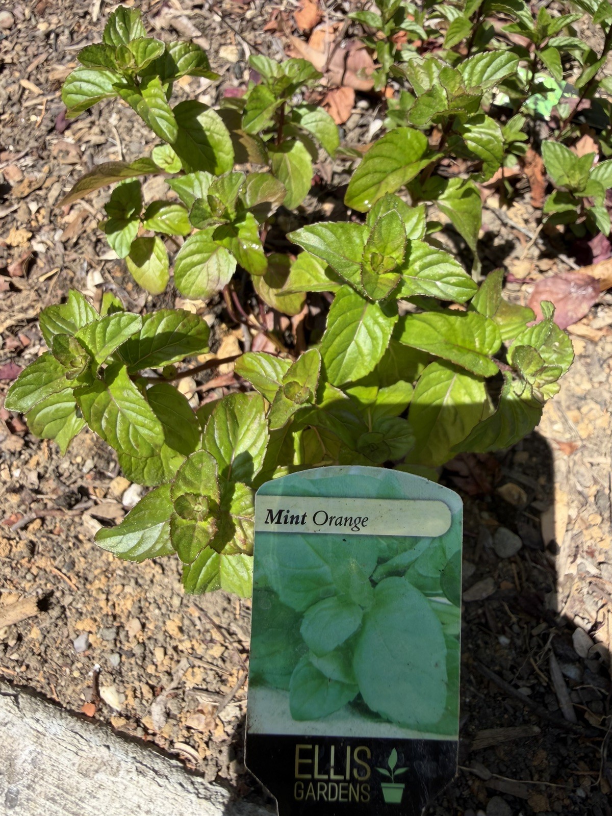 Fresh and Organic Chocolate Mint, Pineapple Mint, and Orange Mint