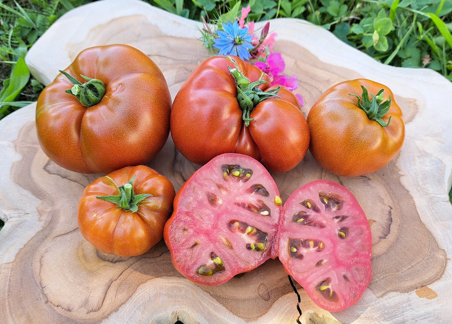10 SEEDS Maralinga DWARF Variety Tomato ORGANIC DTP