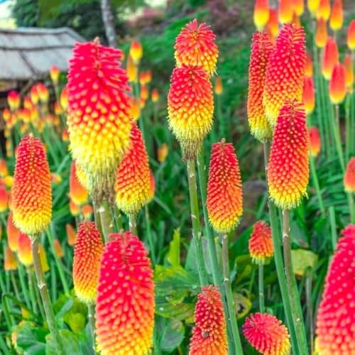 Seeds Kniphofia Red Hot Poker 80 Seeds Torch Lily Poker Plant Flame Flower