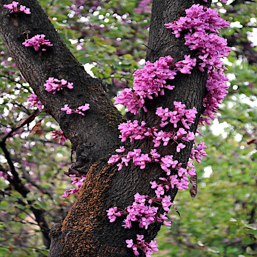 Judas Tree Seeds (Cercis siliquastrum) Mediterranean Redbud Plant Fast Hardy-4