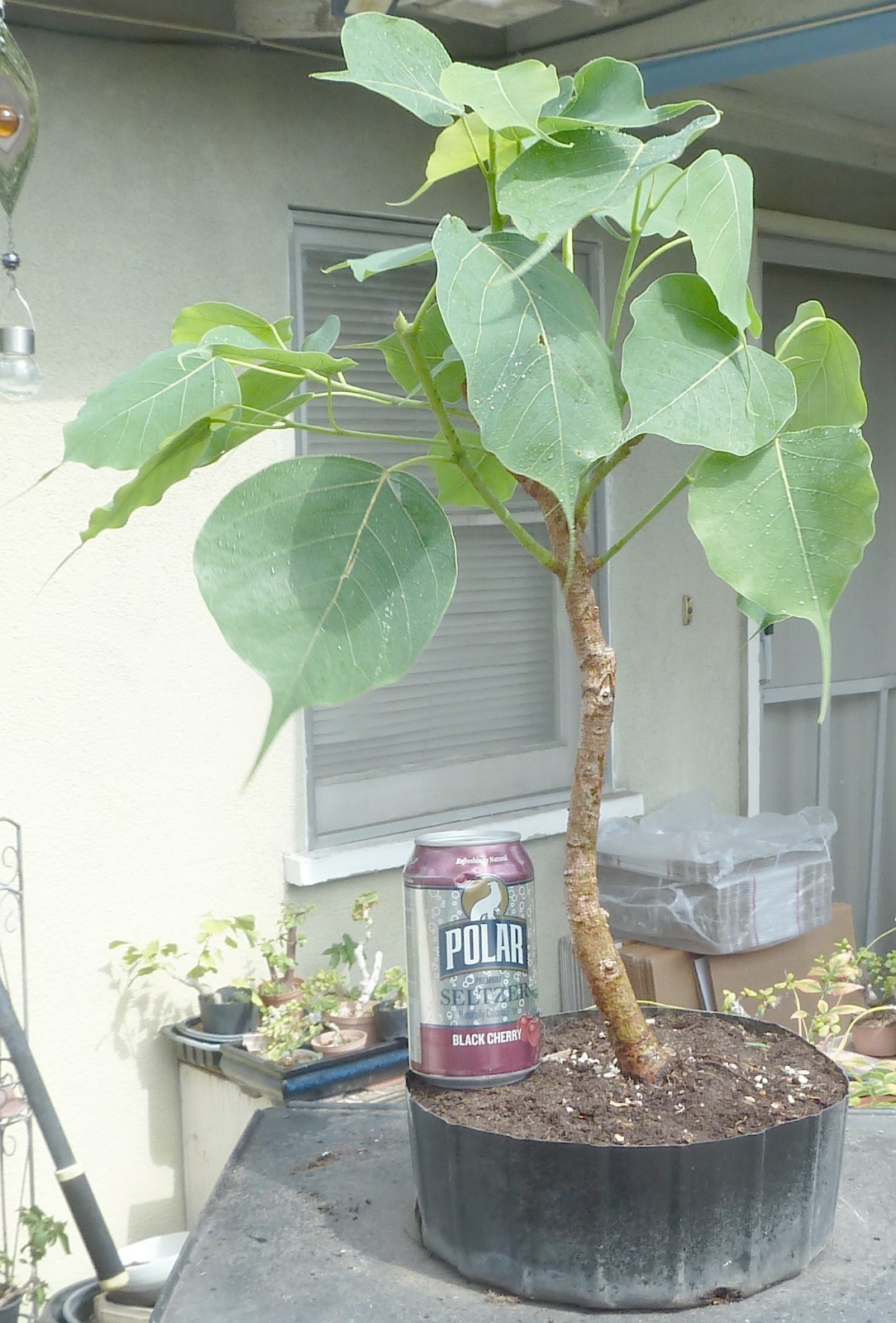 Sacred Fig Bodhi Tree Ficus Religiosa Pre Bonsai Dwarf Big Fat Trunk