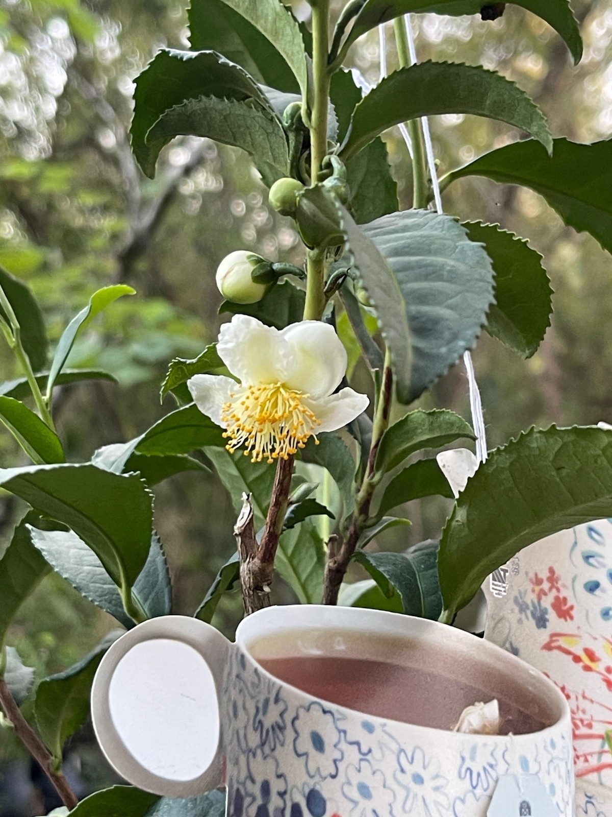 Camellia Sinensis Tea Plant Live Herbal Tea Garden Plant Gift Idea