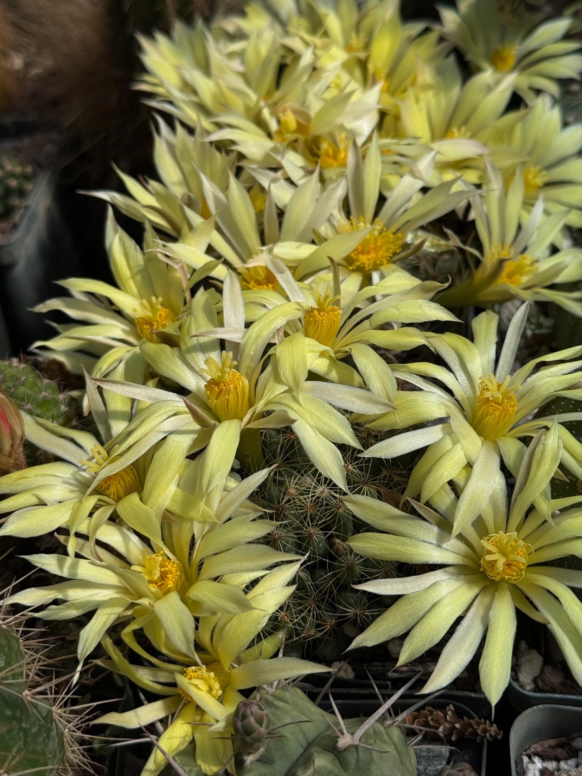 Mammillaria sphaerica, cactus plant