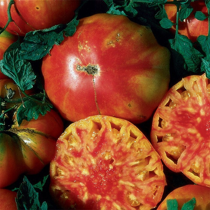 120+ HILLBILLY TOMATO SEEDS – HEIRLOOM – ORGANIC – NON GMO – FRESH — RARE
