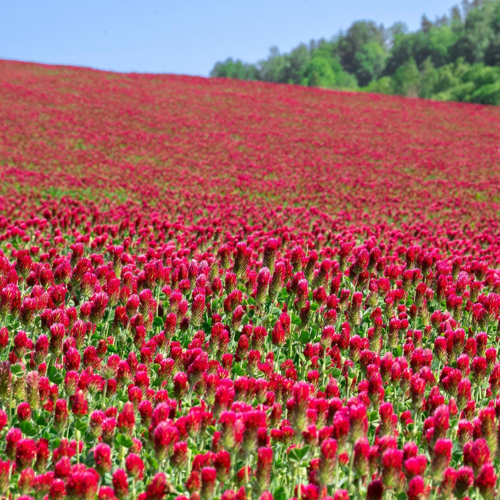 5 lb Crimson Clover Seeds for Cover Crops, Pasture, Hay & Pollinator Forage