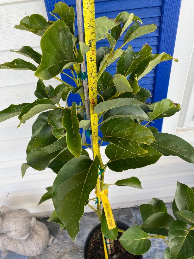 GRAFTED MARCUS PUMPKIN AVOCADO TREE (PERSEA AMERICANA 1-GAL PLASTIC NURSERY POT