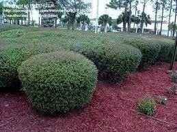 Ilex Needlepoint Holly | 3 Gallon | Ilex cornuta | Evergreen Privacy Plant