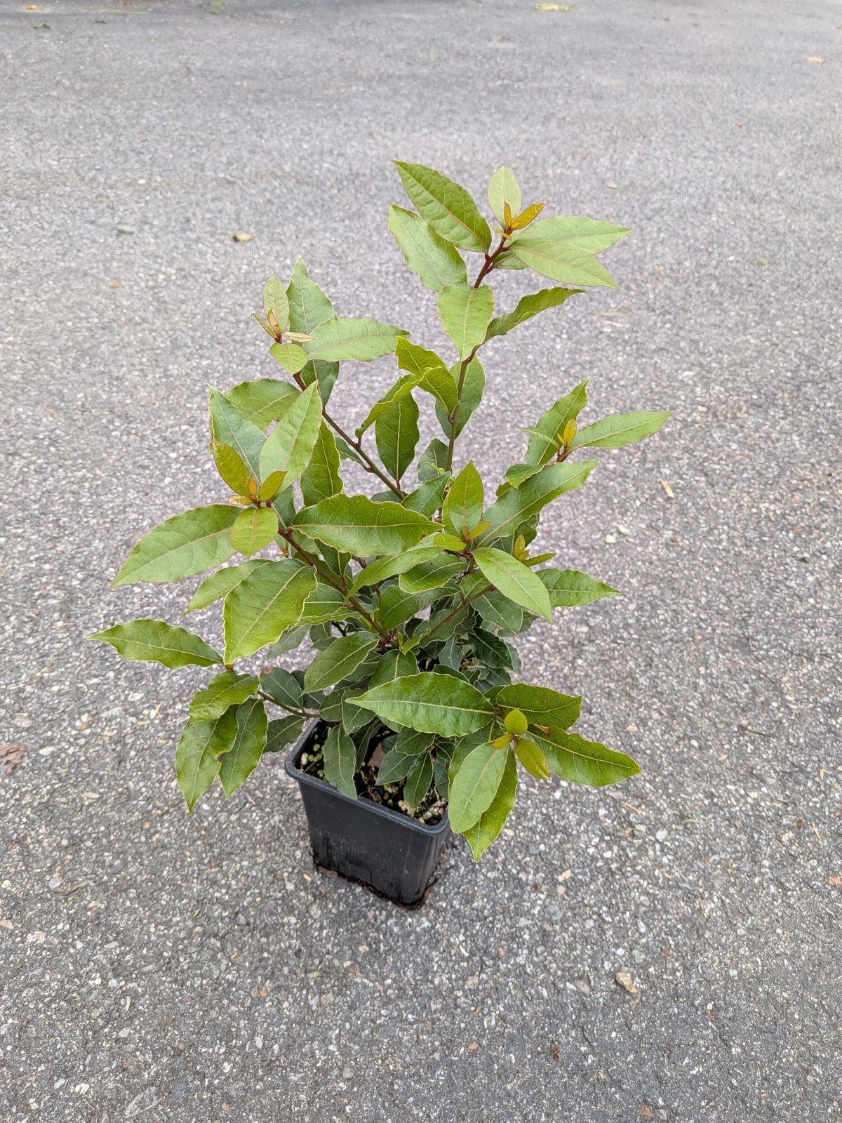 Bay Leaf Plant – Bay Laurel or Sweet Bay 5″ Pot 12″+ tall – Shipped bare root