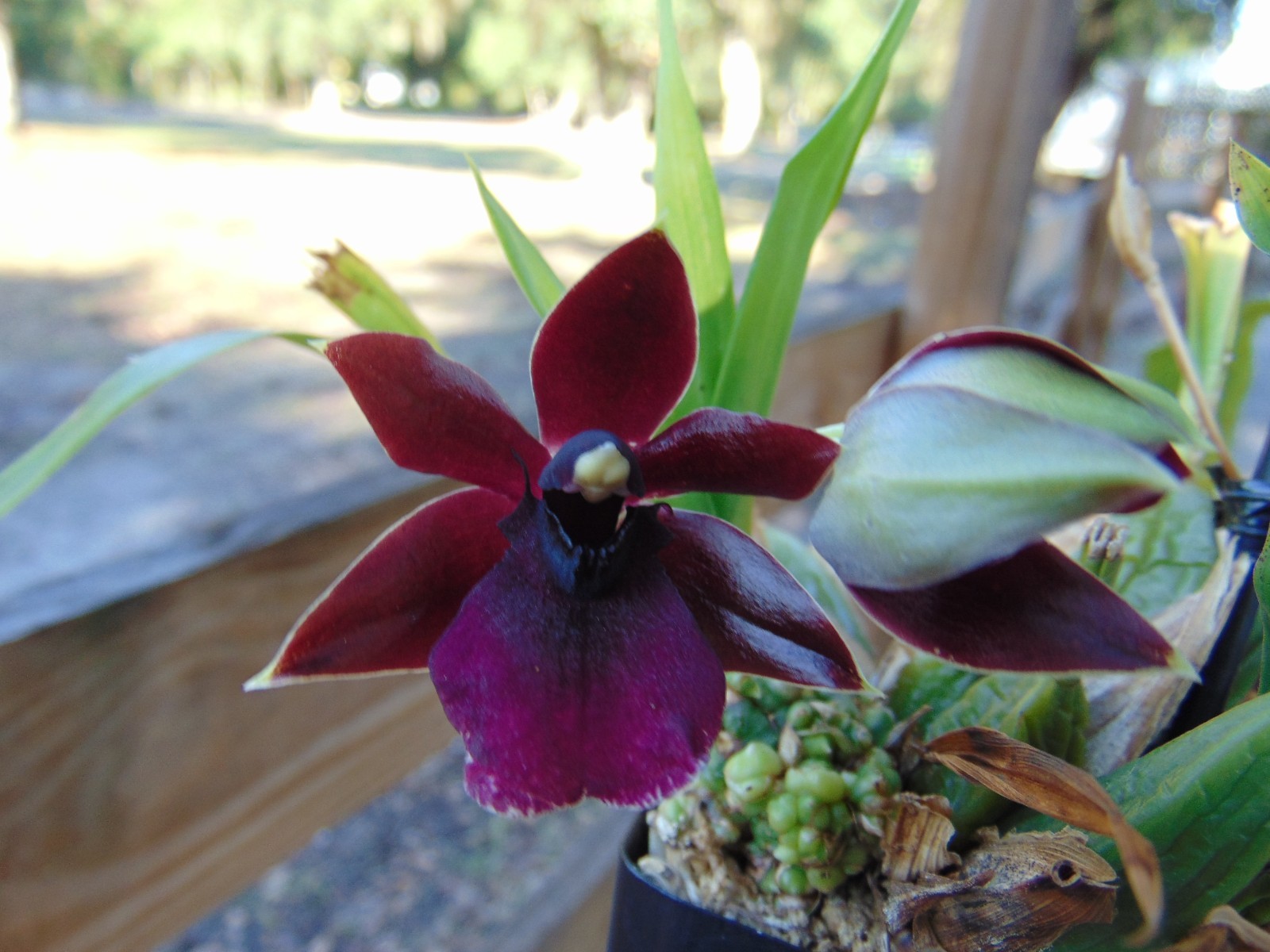 Propetalum La Jolla Delight FLOWERS 3″ pot NICE PLANT 6/29/26