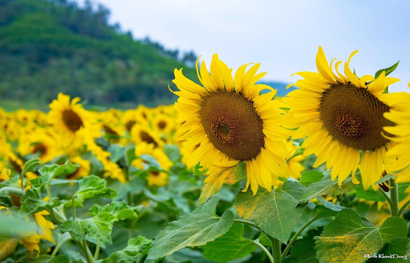 Sunflower, Maximilian, Helianthus – 30 Seeds – USA