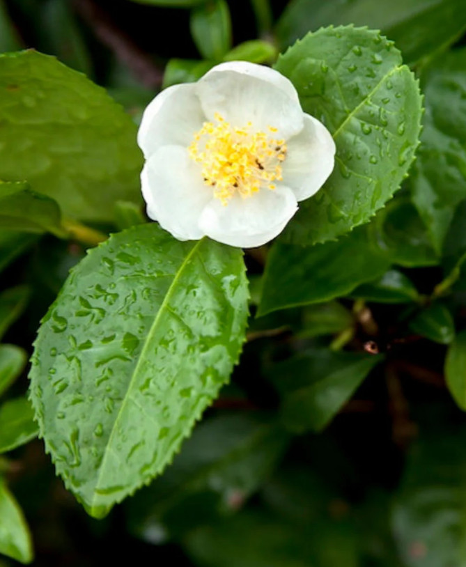 Live Camellia Sinensis Plant, 3–6″ Tall, Ships No Pot, Outdoor Tea Gardens