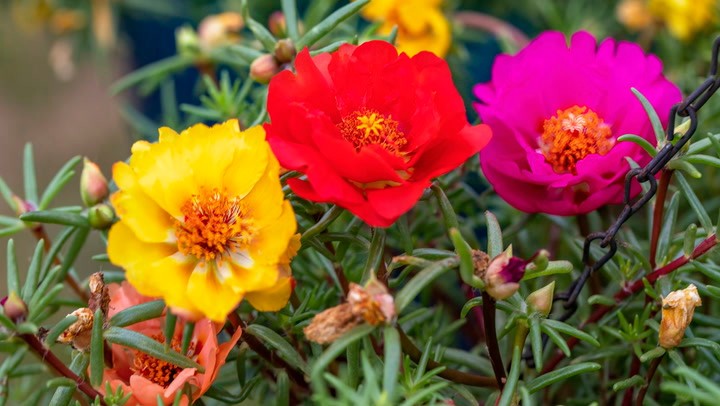 Portulaca Grandiflora, Double Moss Rose, Mix 500 Seeds Free Shipping!