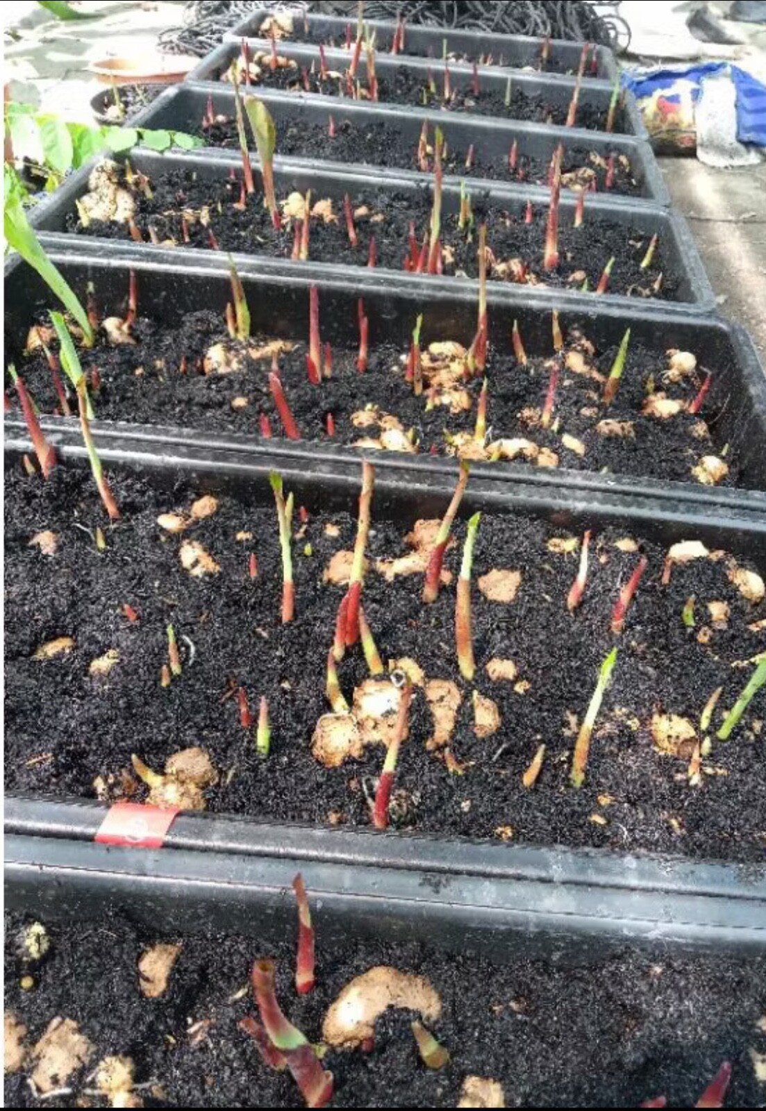 AUTHENTIC Caladium One World 1 bulbs