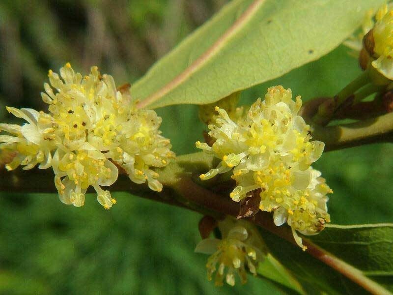 Laurus nobilis | Bay Laurel | Sweet-Bay | Bayleaf | 5_Seeds