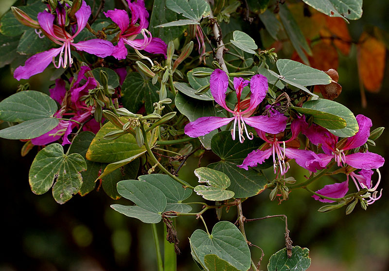 Purple Orchid Tree, Bauhinia Purpurea, Tree Seeds