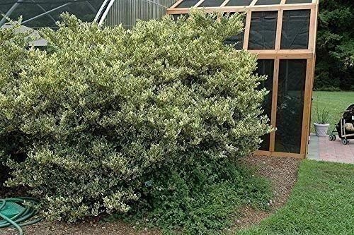 Ligustrum Japonicum Jack Frost Privet | Live Plants | Variegated Evergreen