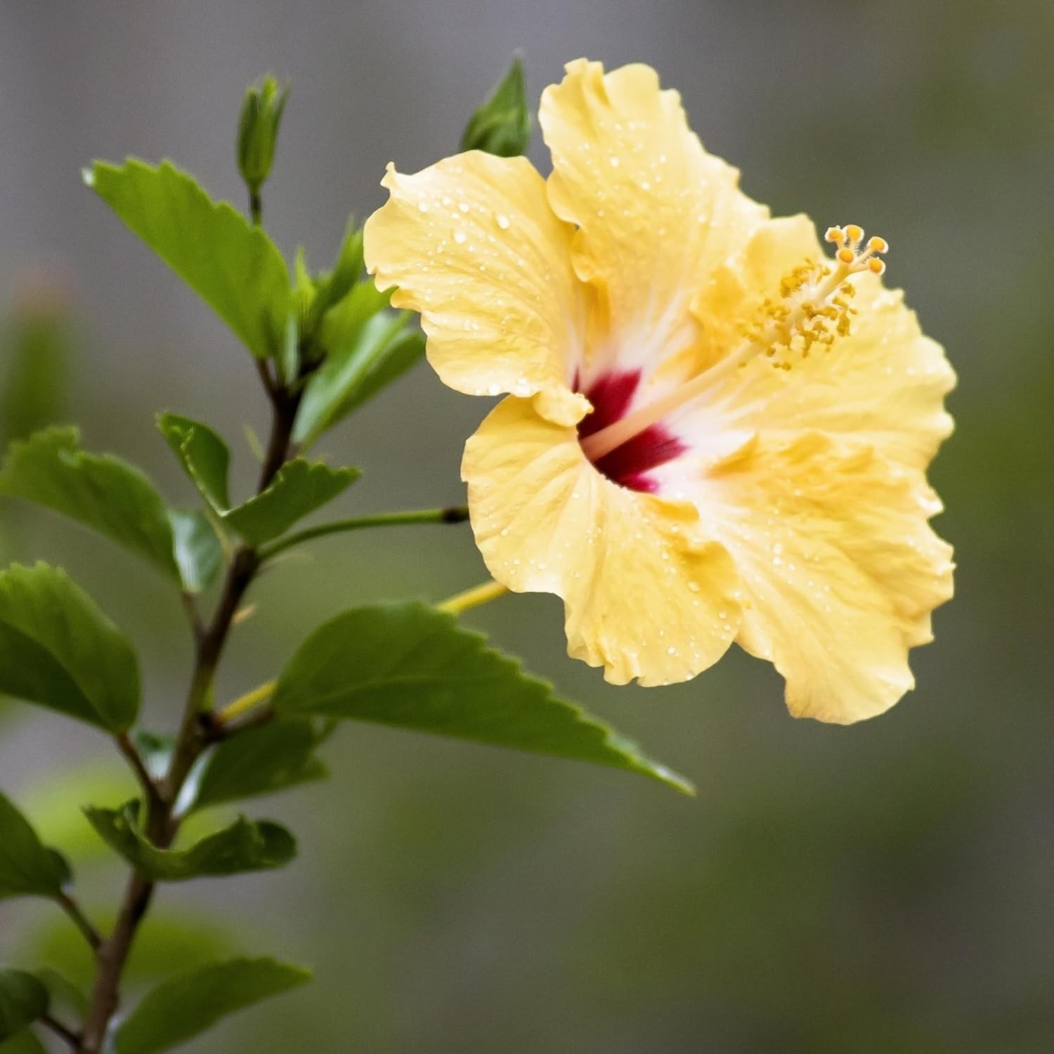 199+ Mixed Perennial Hibiscus Flower Seeds for Planting – Fresh Hardy Hibiscus E