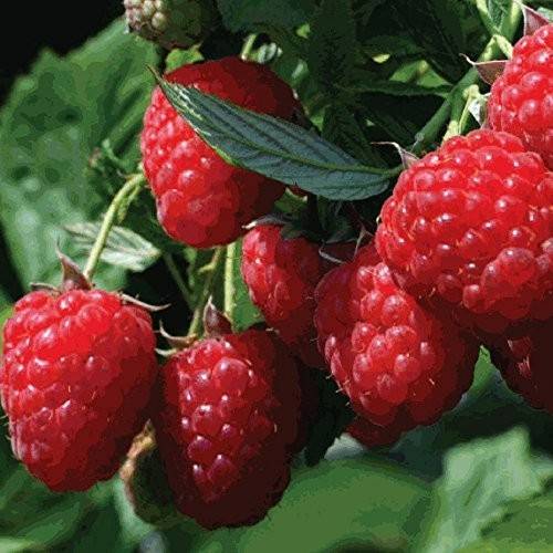 3 Raspberry Plants “Himbo-Top” Everbearing (3 Dormant Bare Root Canes)Zone 4-8