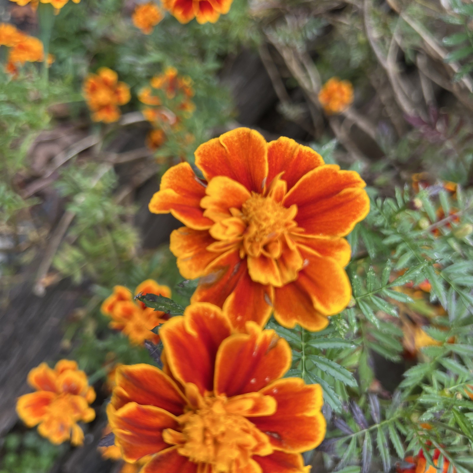 Beautiful Marigold SEEDS flower GARDEN annuals Orange Yellow 1000 seeds