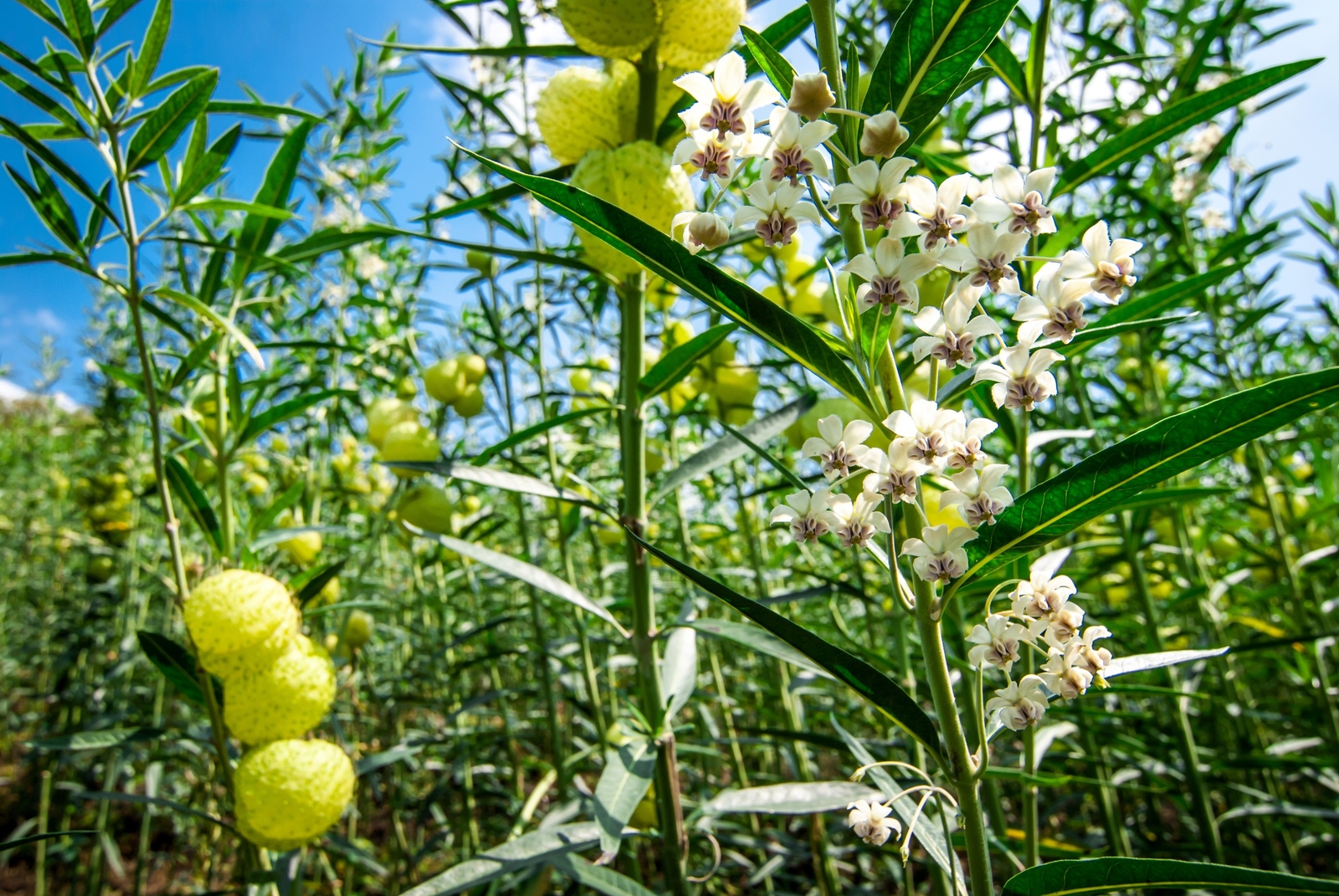 10 BALLOON MILKWEED Hairy Balls Butterfly Weed Asclepias Gomphocarpus Physocarpu