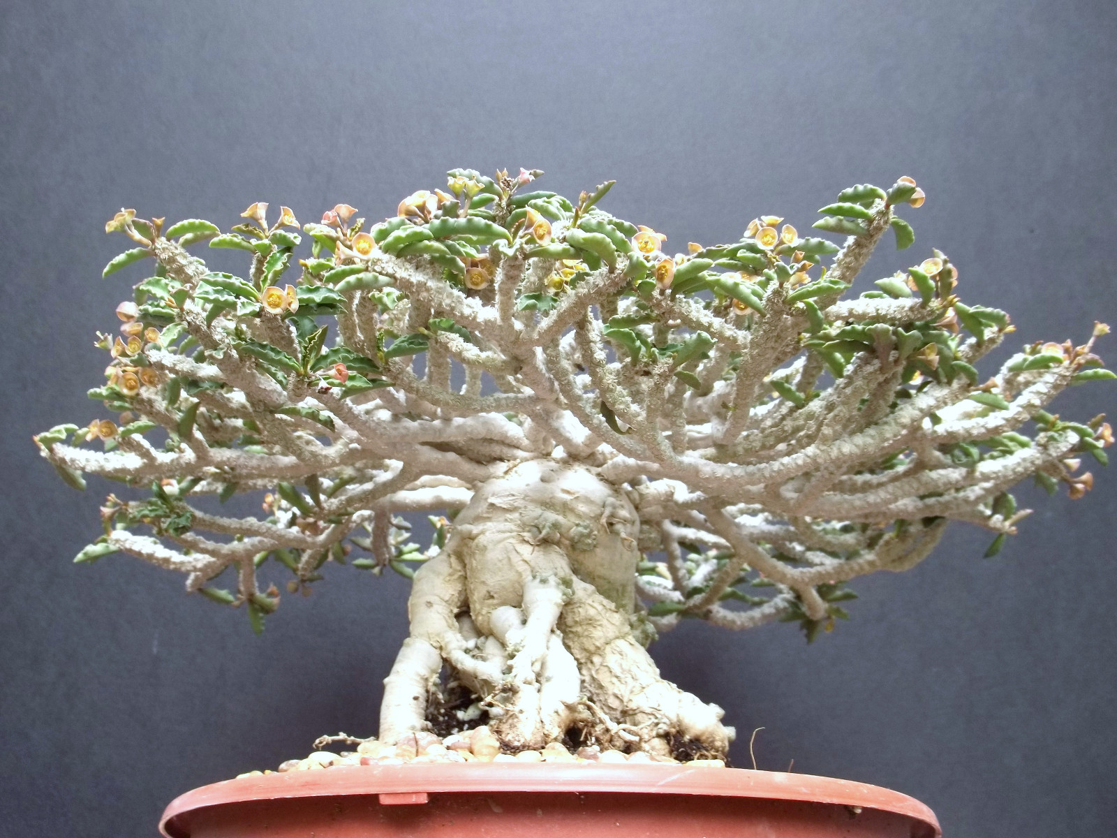 Euphorbia capsaintemariensis exotic madagascar bonsai caudex cacti seed 5 seeds