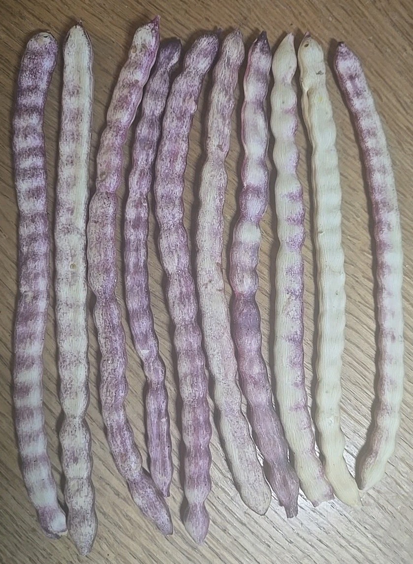 10 Velvet Mesquite Seed Pods ( Prosopis velutina) Drought Tolerant Legume, 2025